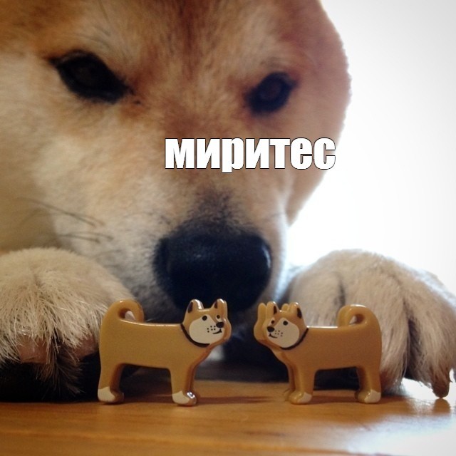 Create meme: Shiba inu memes, bites dog, bites original