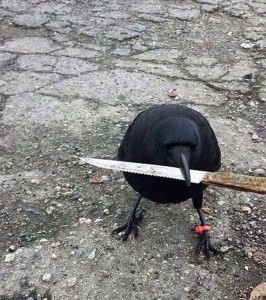 Create meme: crow with a knife