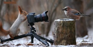 Create meme: photo by vadim trunov, funny photo winter squirrels, a squirrel with a camera