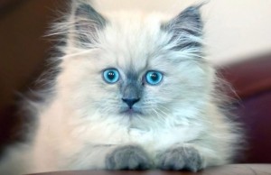 Создать мем: рэгдолл котята, порода невская маскарадная, невская маскарадная кошка гипоаллергенная