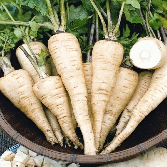 Create meme: parsnip plant, parsnips are a vegetable, seed parsnips