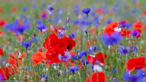 Create meme: meadow flowers, summer poppies, field flowers poppies cornflowers