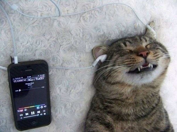 Create meme: cat with headphones, cats with a phone, cat with headphones