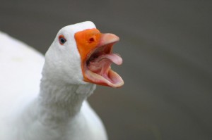 Create meme: geese house, goose, evil goose