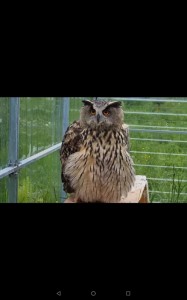 Create meme: owl owl, owl