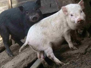 Create meme: pig home, pig with piglets, pig
