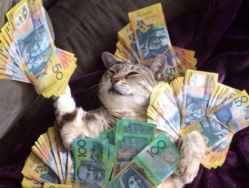 Create meme: cat with money , money cat, cat with money