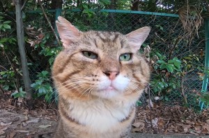 Создать мем: азиатская табби, закрытый профиль, бразильская короткошёрстная кошка