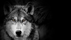Create meme: wolf wild, wolf, the lone wolf