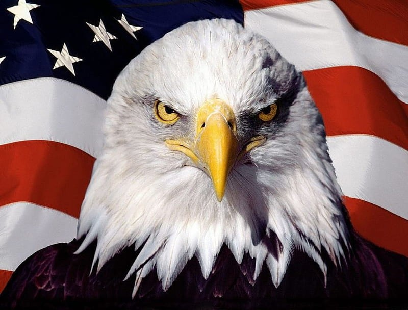 Create meme: The symbol of America is the bald eagle, American bald eagle, American eagle 