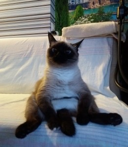 Create meme: Thai cat, cat, Siamese cat