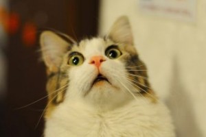 Create meme: the surprised cat, the surprised cat, cat