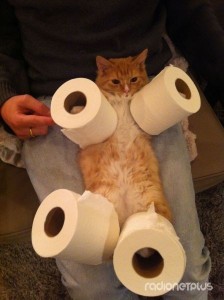 Create meme: funny cat, paper cat, toilet paper