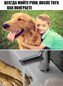 Создать мем: радостная собака, фотографии собак, мем про собаку