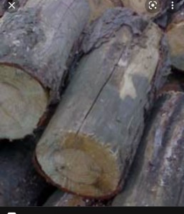 Create meme: firewood oak, timber pine