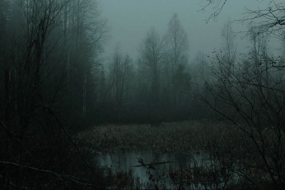 Create meme: twilight forest, foggy forest at night, the forest dark