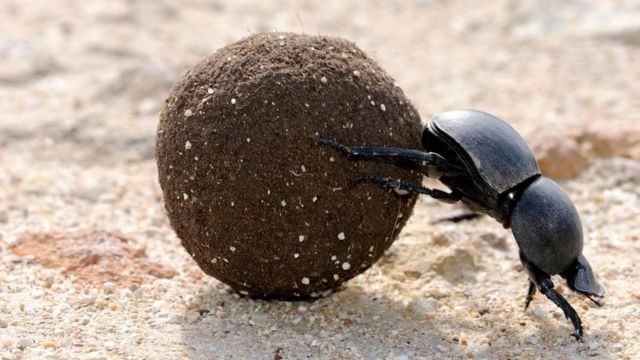 Create meme: the beetle beetle scarab, the dung beetle scarab, the scarab 