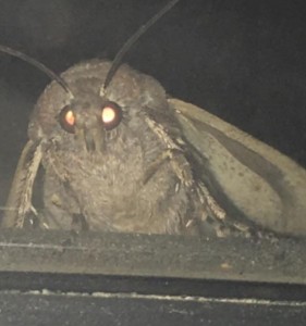 Create meme: the moth and the lamp meme, the mole from the meme, mole meme