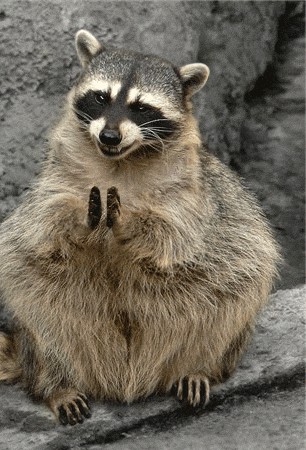 Create meme: raccoon animal , animals raccoon, enotik 