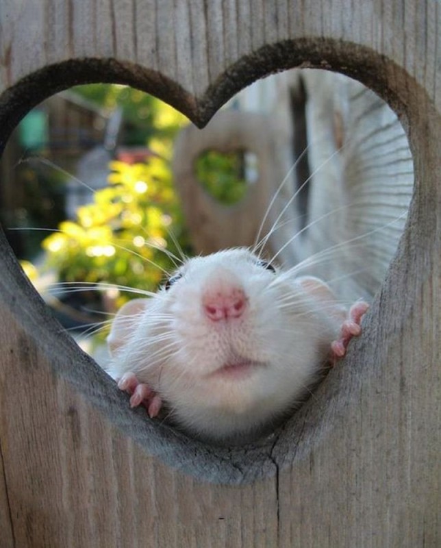 Create meme: decorative rat , rat Dumbo, rats are cute