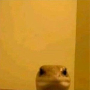 Create meme: memes, lizard staring in camera meme, Animal