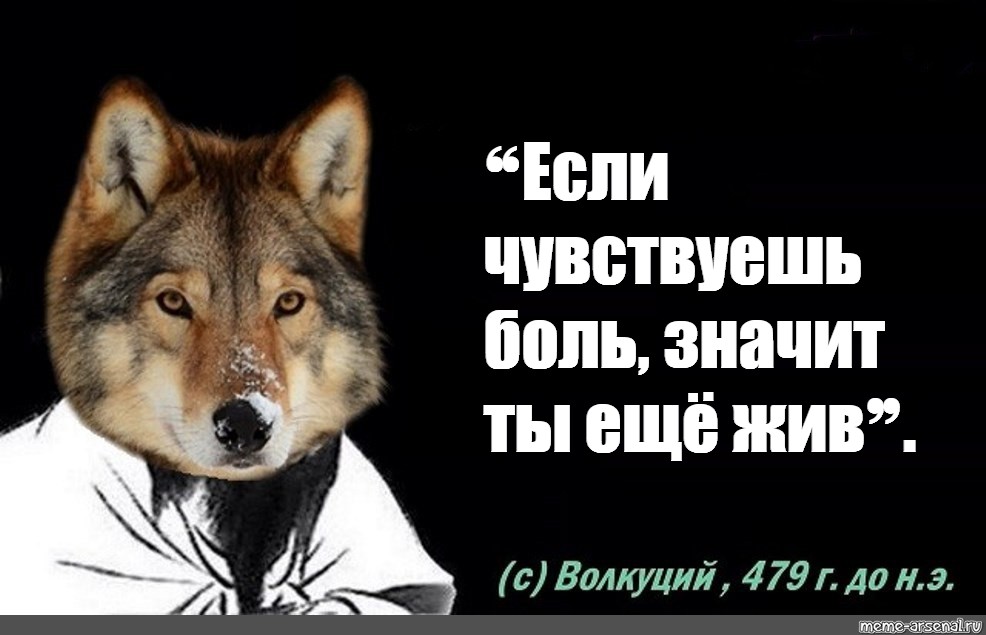 Что значит ныть. Мемы с волками и Цитатами. Мудрость волка Мем. Мудрость волка цитаты Мем. Если ты чувствуешь боль значит ты еще жив толстой.