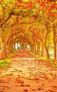Создать мем: пейзаж золотая осень, осень красивая, осень лес
