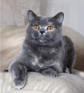 Создать мем: кошка британская голубая, британский кот, порода британская