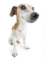 Create meme: Russell Terrier, Jack Russell