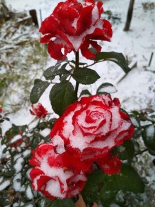 Create meme: roses in the snow