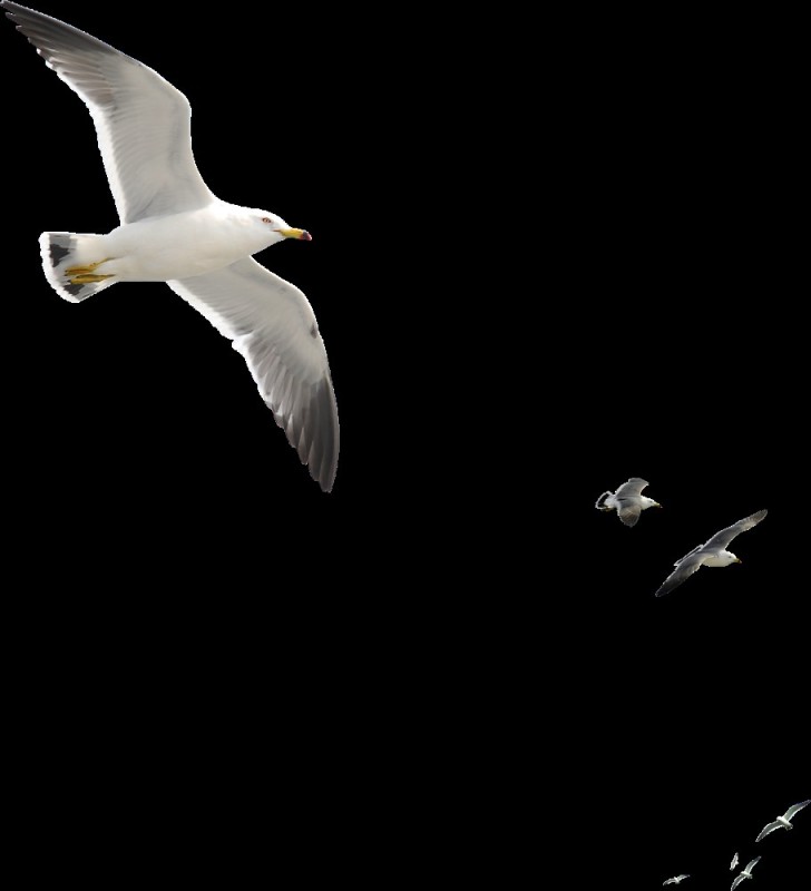 Create meme: white seagull, white seagulls, seagulls on a white background