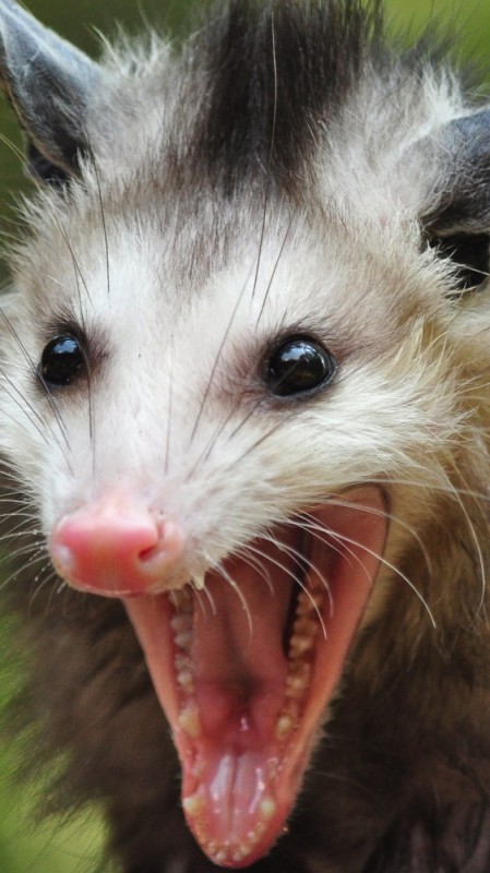 Create meme: opossums, screaming possum, marsupial possum