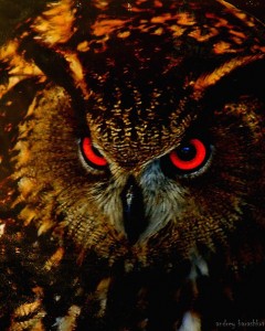 Create meme: owl eyes, bird owl