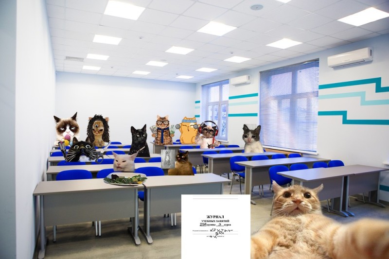 Создать мем: клиника кошек, интерьер ветеринарной клиники, клиника кошек сокольники