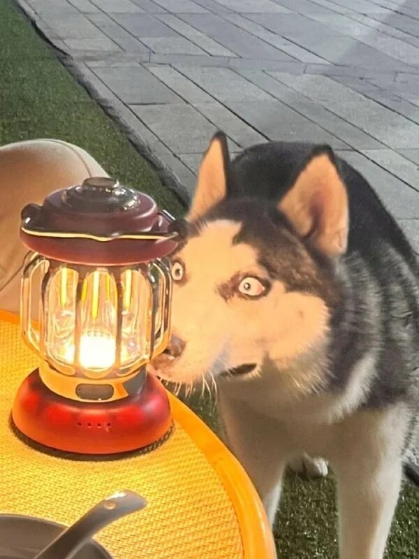 Create meme: husky dog, Husky Alma, hask