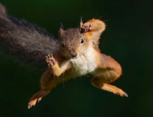 Create meme: squirrel, dancing squirrel, protein