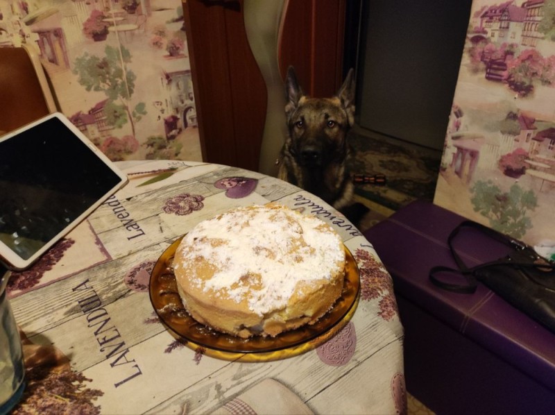 Create meme: pie , cat , custard cake