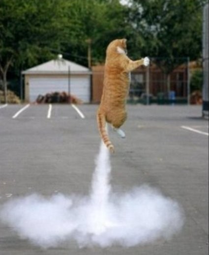 Create meme: cat , cat on a rocket, The farting cat