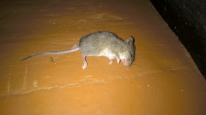 Create meme: mouse rat, dead mouse