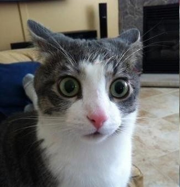 Create meme: cat nonsense, meme cat , a very surprised cat