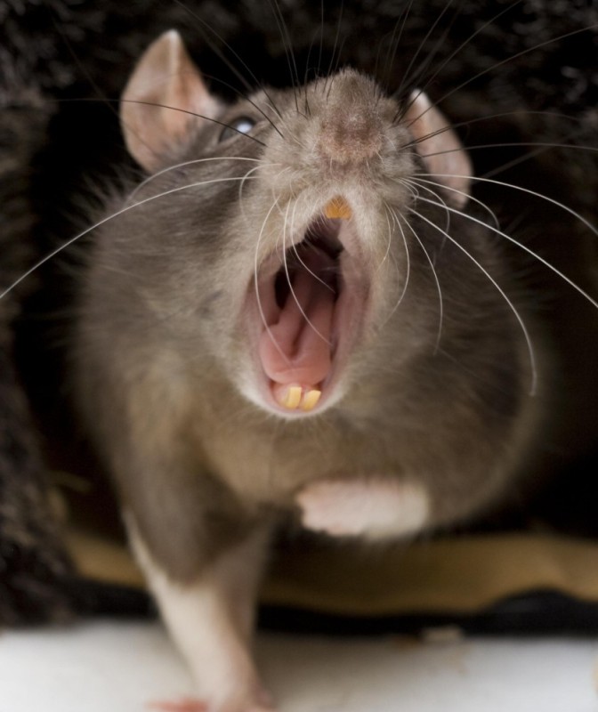 Create meme: rat mouse , a domestic rat, rat teeth