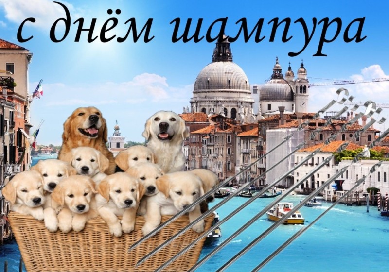 Create meme: dog , puppies, Retriever 