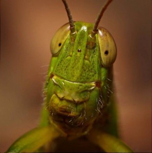 Create meme: the jaws of the grasshopper, grasshopper with pink eyes, grasshopper