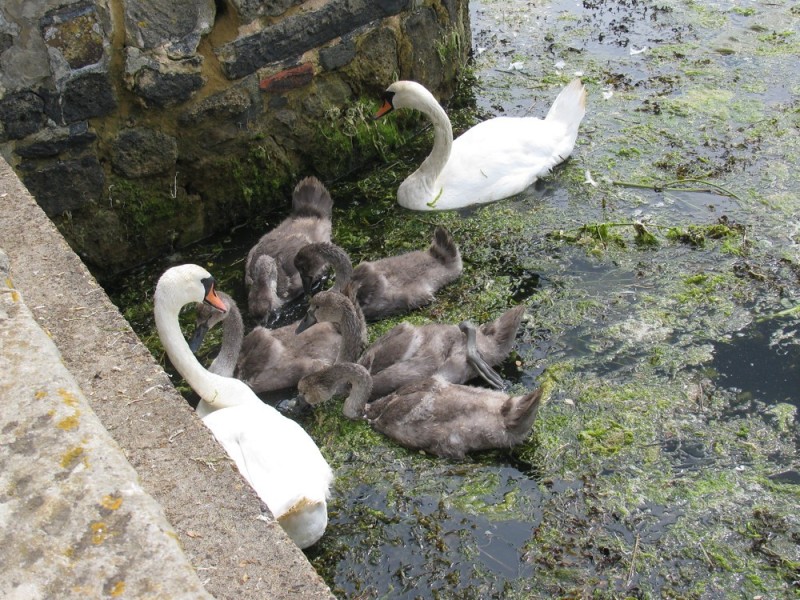Create meme: swan chick, swans on a pond , Swan 