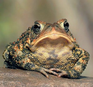 Создать мем: frog, жабы, toad
