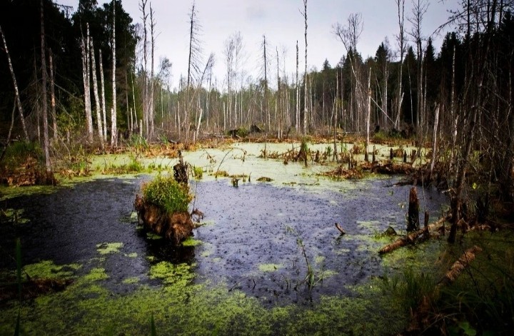 Create meme: taiga marshy lakes, large swamps, nature 