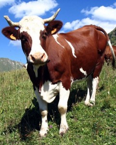 Create meme: cow, Makarov, the Yaroslavl cow breed