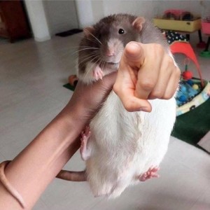 Create meme: rats Dumbo, rats, rats Dumbo