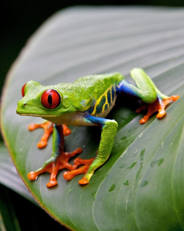 Create meme: frog frog red-eyed aesthetics, red - eyed frog frog, red - eyed tree frog costa rica