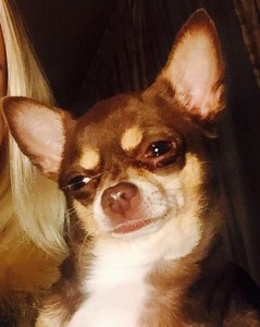 Create meme: meme dog, Chihuahua, chihuahua